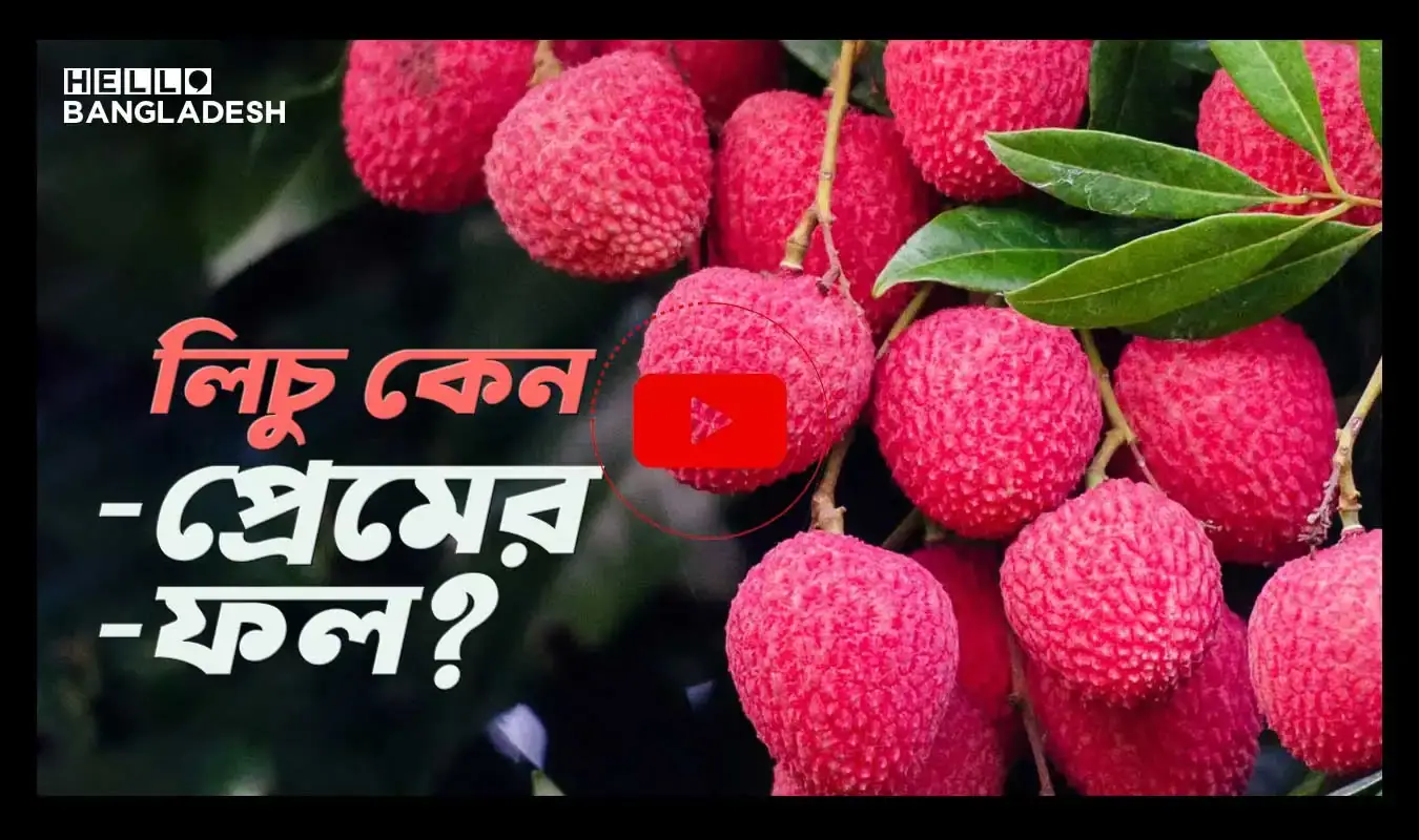 Home 195 Lichi