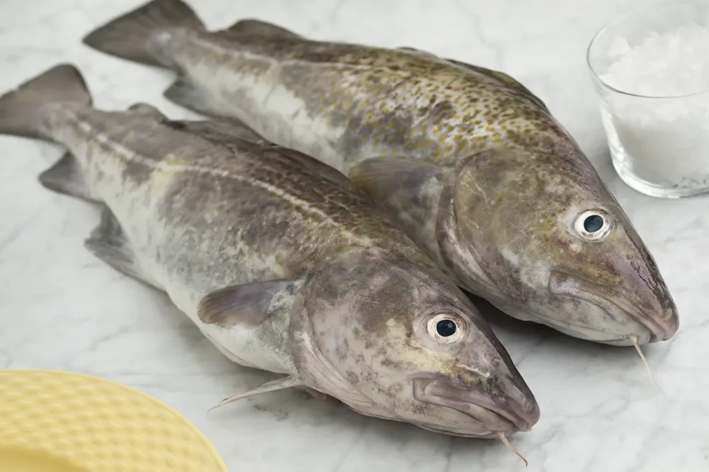 স্বাস্থ্য সুরক্ষায় কড লিভার অয়েল 6 pair of fresh raw cod fishes 2023 11 27 05 21 43 utc