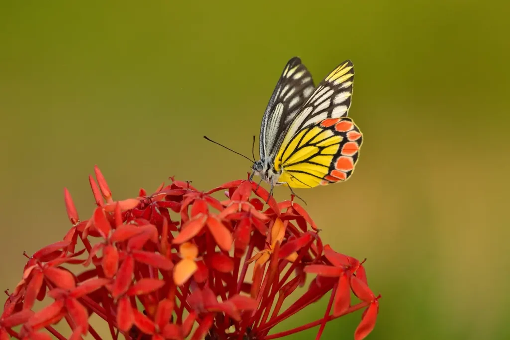 জলবায়ু পরিবর্তনে বিপন্ন প্রজাপতি 7 unnamed 2