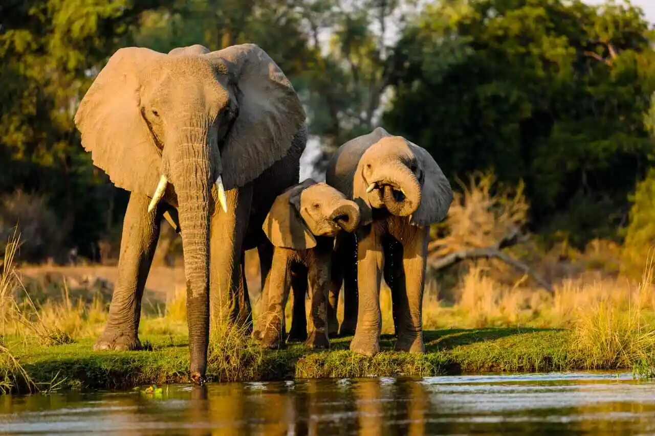African forest elephants scaled 1