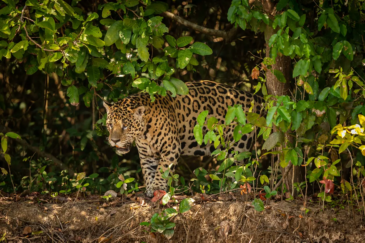 রহস্যে মোড়ানো অ্যামাজন 7 আমাজানের বাঘ