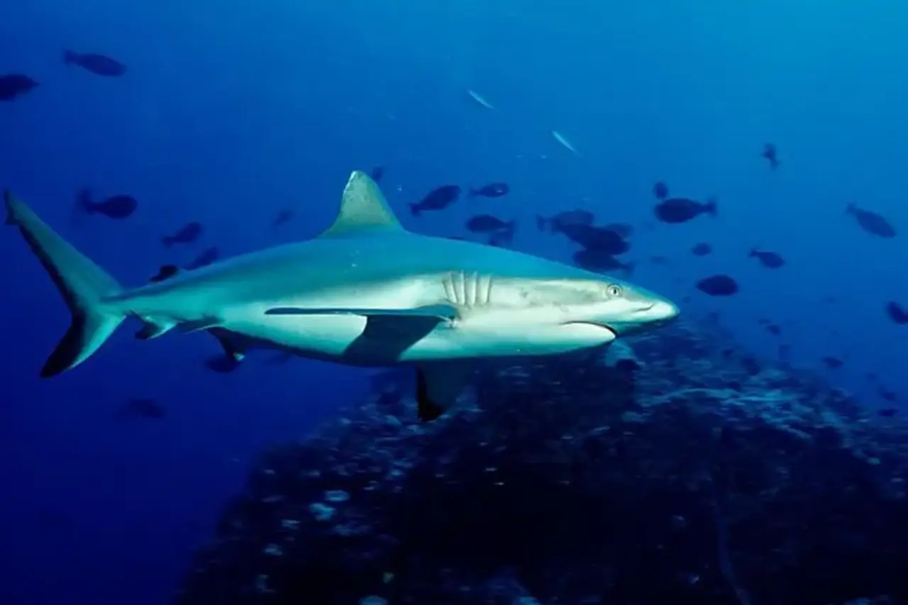 হাঙরের আক্রমণে পর্যটকের মৃত্যু 6 Shark 1