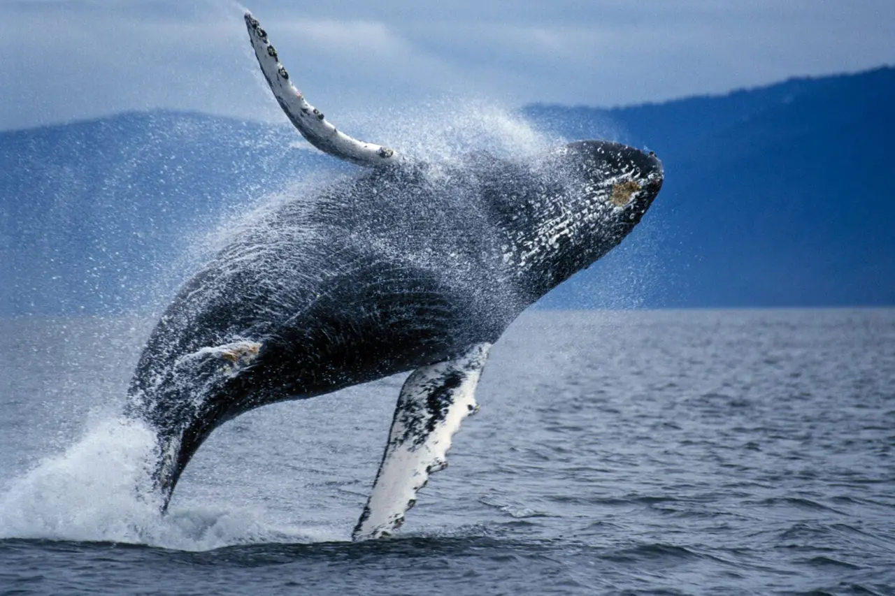 বান্ধবীর সন্ধানে তিন মহাসাগর পাড়ি 6 Whale