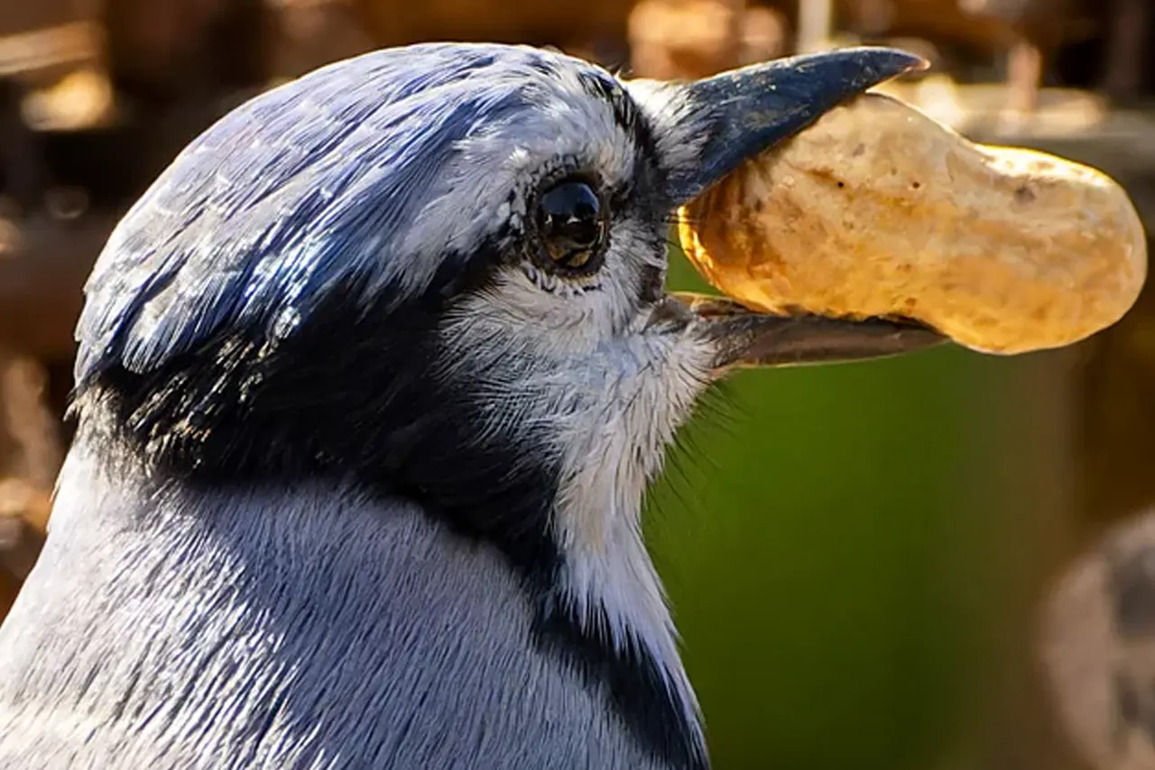 ভালোবেসে একে অপরকে উপহার দেয় পাখিরা 7 bird04