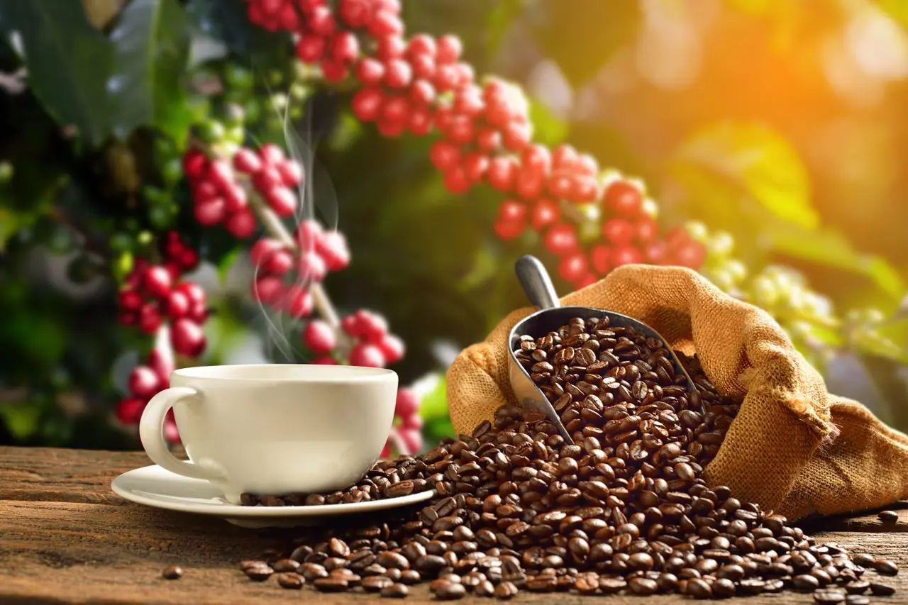 কফিপ্রেমীদের দুঃসংবাদ 6 coffee hike price