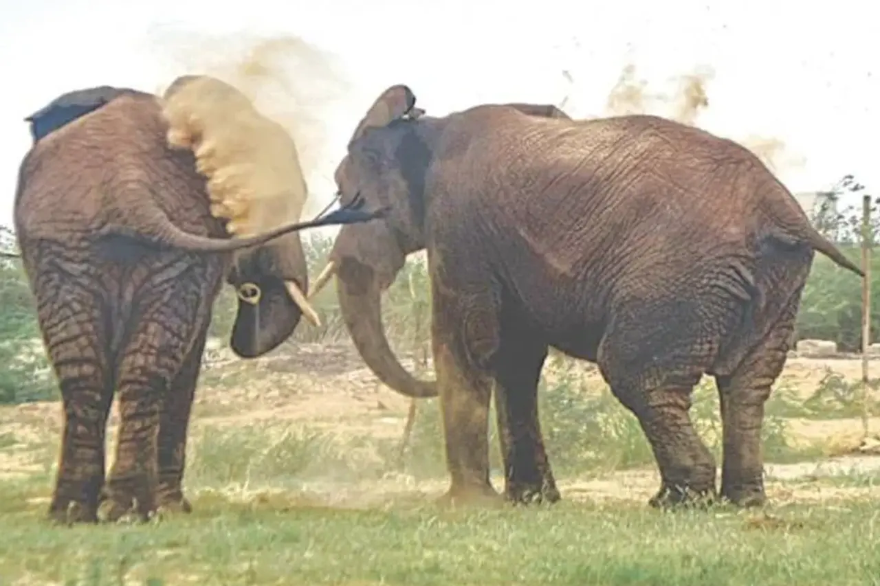 বোনের সাথে দেখা হওয়ার পরই মারা গেল হাতি 6 elephant sonia