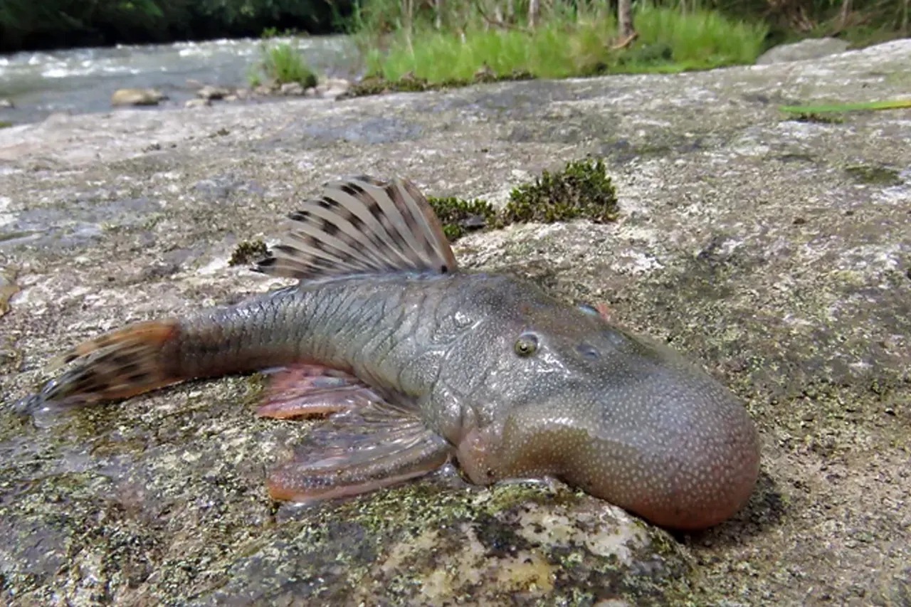 ২০২৪ সালে আবিষ্কার হওয়া অদ্ভুত সব প্রাণী 9 fish4