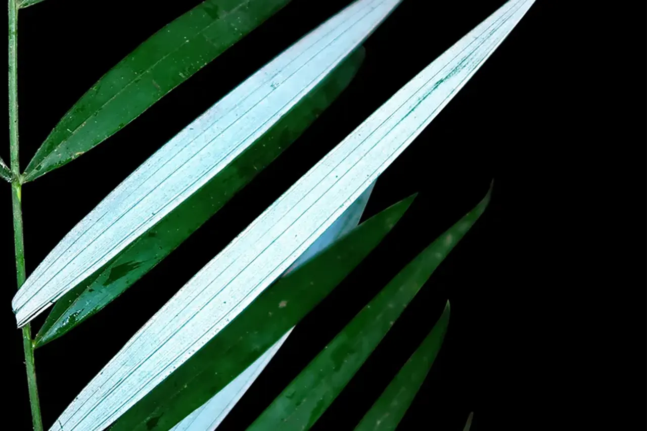 ২০২৪ সালে আবিষ্কার হওয়া অদ্ভুত সব প্রাণী 8 palm