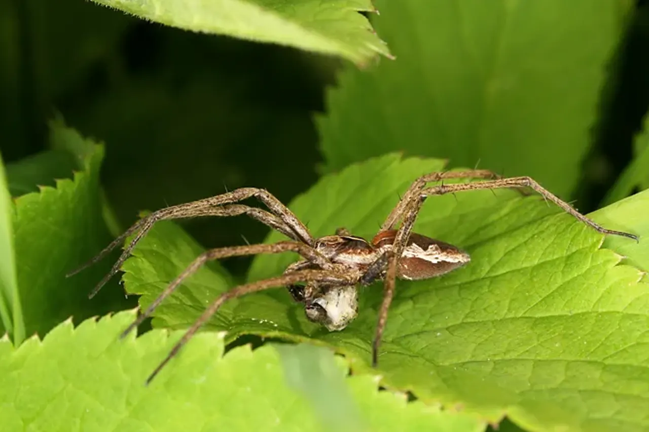 ভালোবেসে একে অপরকে উপহার দেয় পাখিরা 6 spider02