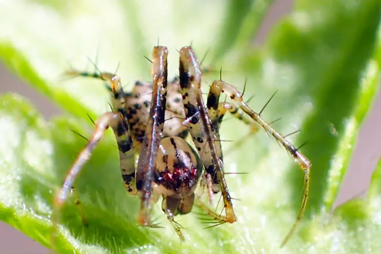 ২০২৪ সালে আবিষ্কার হওয়া অদ্ভুত সব প্রাণী 6 spider1