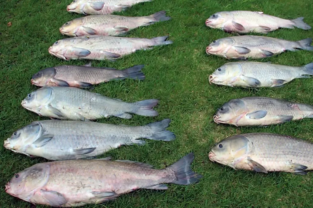 খোঁজ মিলল শতবর্ষী নতুন প্রজাতির মাছের 8 Big Mouth baffelo fish