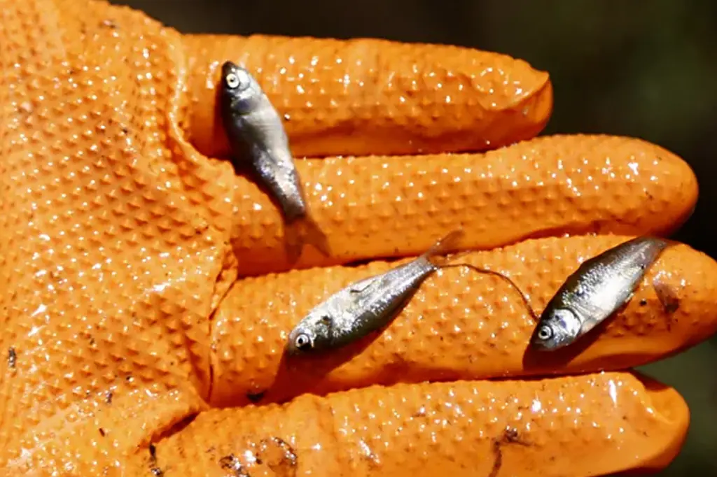 খোঁজ মিলল শতবর্ষী নতুন প্রজাতির মাছের 7 fish