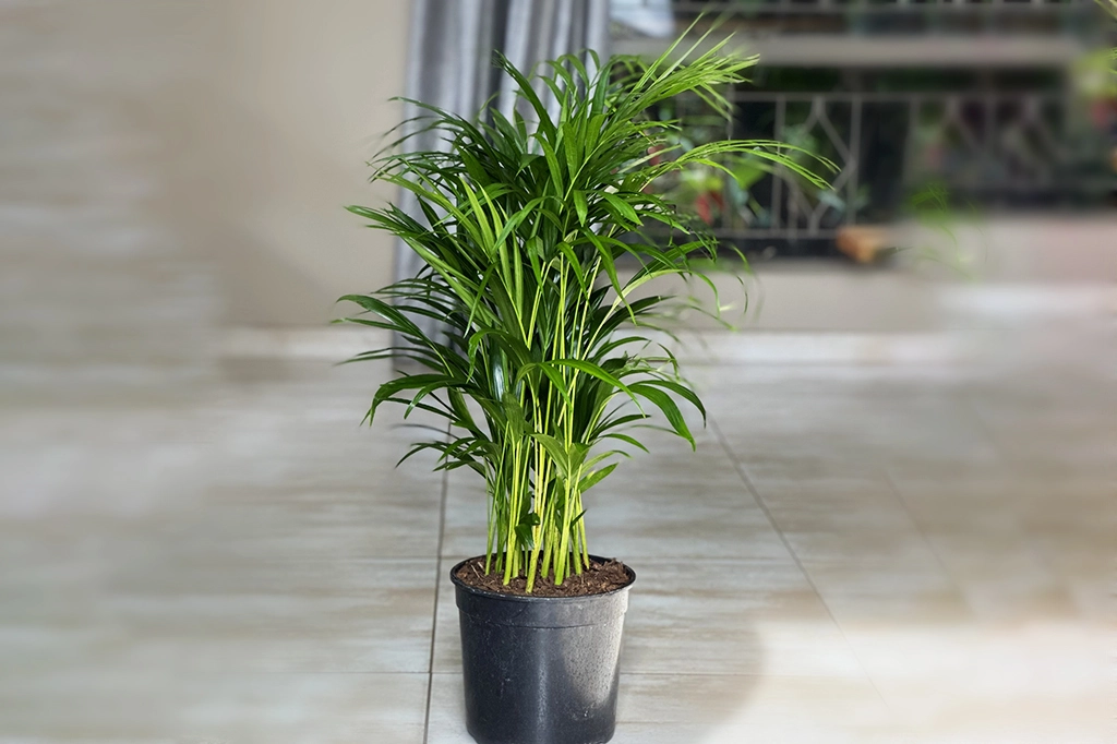 ঘরের বাতাস বিশুদ্ধ করবে যেসব হাউসপ্ল্যান্ট 11 Plants 1
