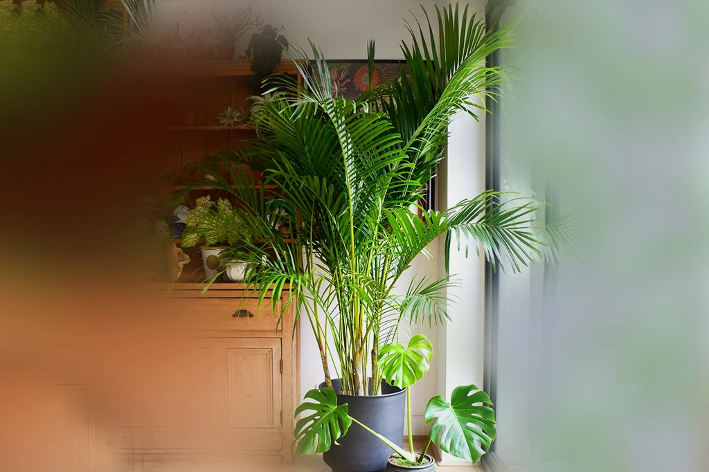 ঘরের বাতাস বিশুদ্ধ করবে যেসব হাউসপ্ল্যান্ট 10 Plants 2