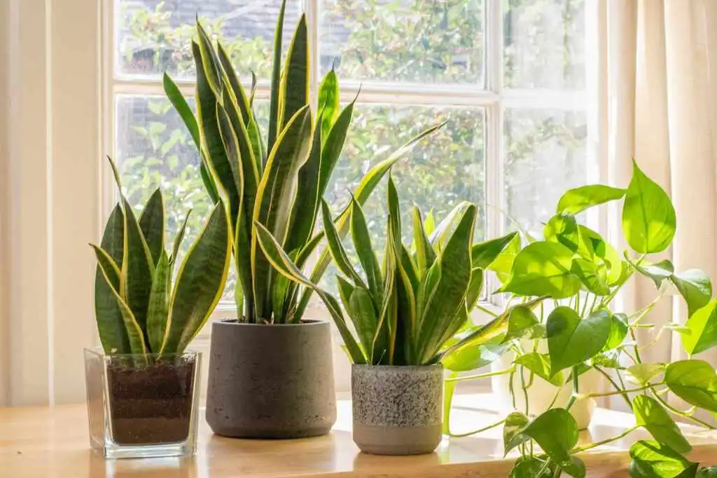 ঘরের বাতাস বিশুদ্ধ করবে যেসব হাউসপ্ল্যান্ট 7 eight houseplants that thrive in 1