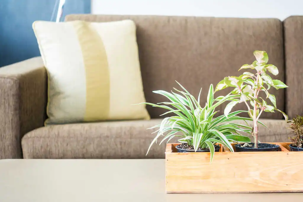 আপনার যেসব অভ্যাস নিরাপদ রাখবে পরিবেশ 8 vase plant decoration room
