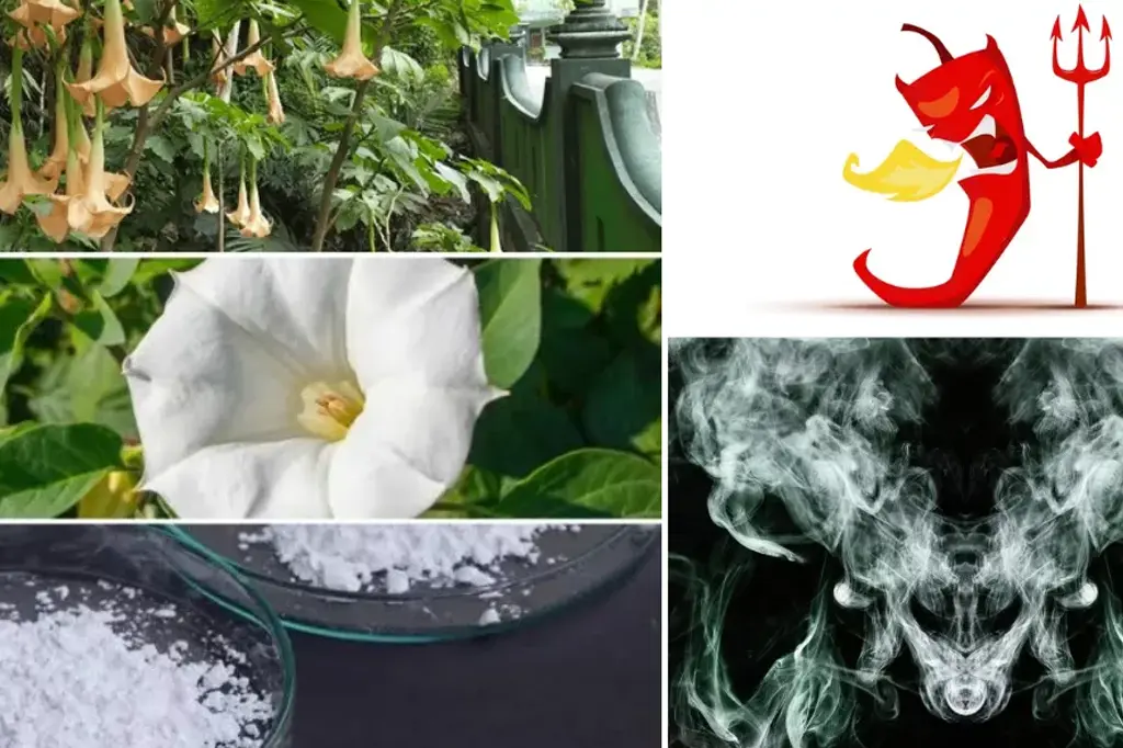 প্রাণঘাতি ‘শয়তানের নিঃশ্বাস’ থেকে বাঁচার ১০ উপায় 7 ব্রেথ