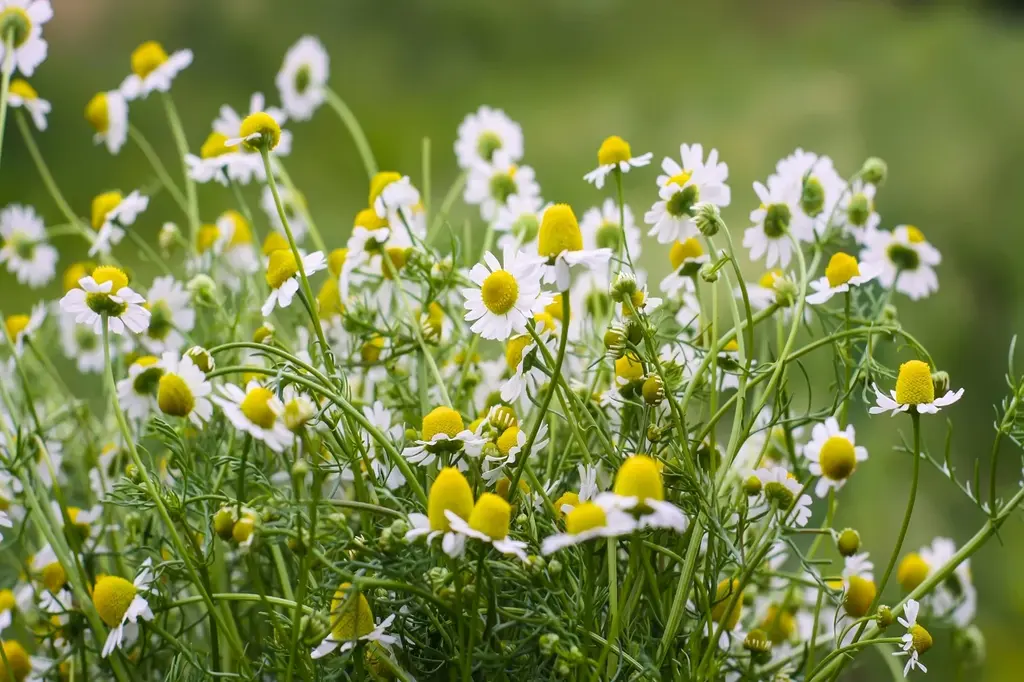 যে চা পান করলে ঘুম ভালো হয় 6 Chamomile flowers growing outdoo
