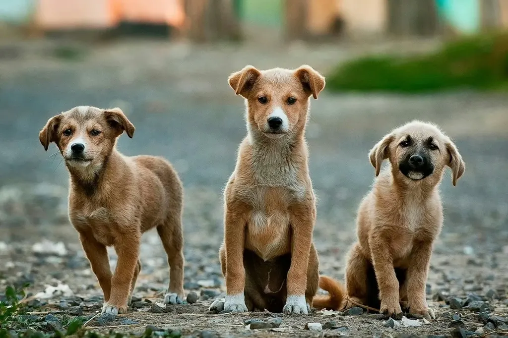 মিথ্যাবাদী চিনতে পারে কুকুর 7 dog1