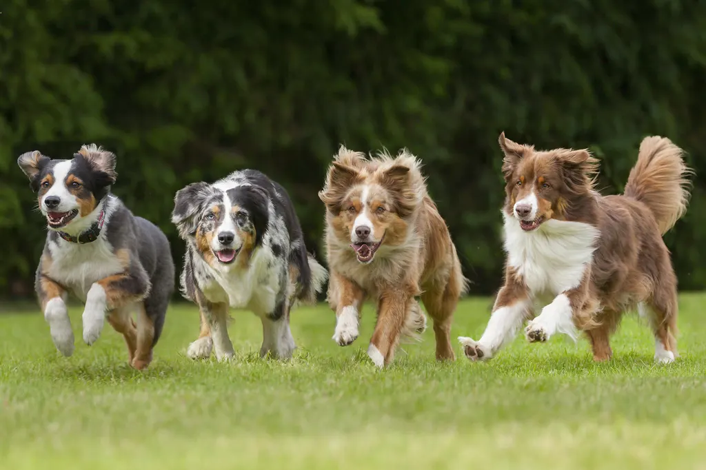 মিথ্যাবাদী চিনতে পারে কুকুর 8 dog2