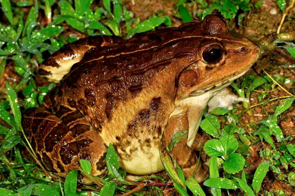 প্রকৃতির অর্কেস্ট্রা সোনা ব্যাঙ 7 3 4