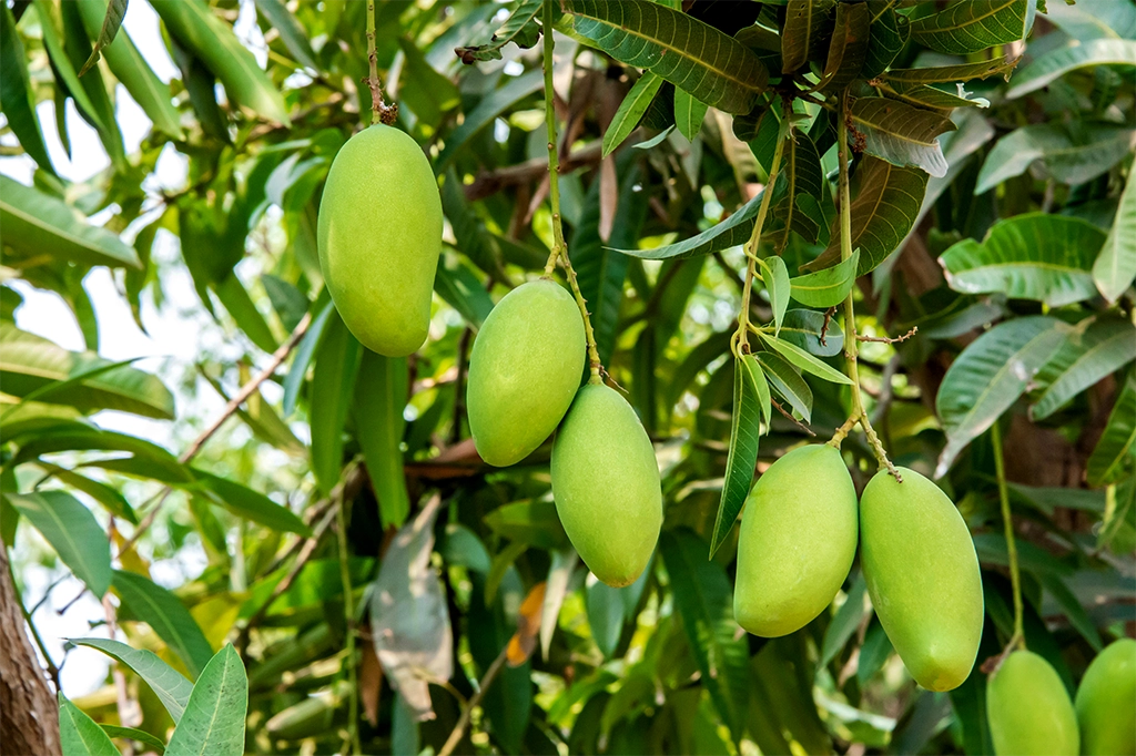 ফলের রাজা আমের বাহারি নাম কীভাবে এলো? 13 Aamropali