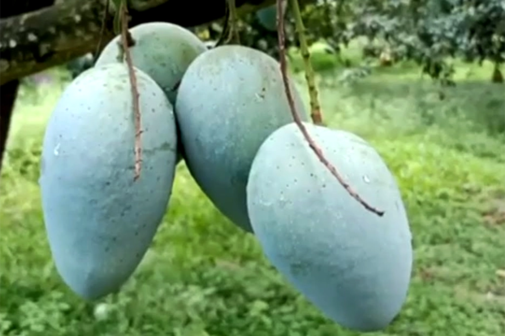 ফলের রাজা আমের বাহারি নাম কীভাবে এলো? 17 Aswina