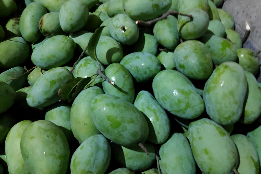 ফলের রাজা আমের বাহারি নাম কীভাবে এলো? 14 Fojli