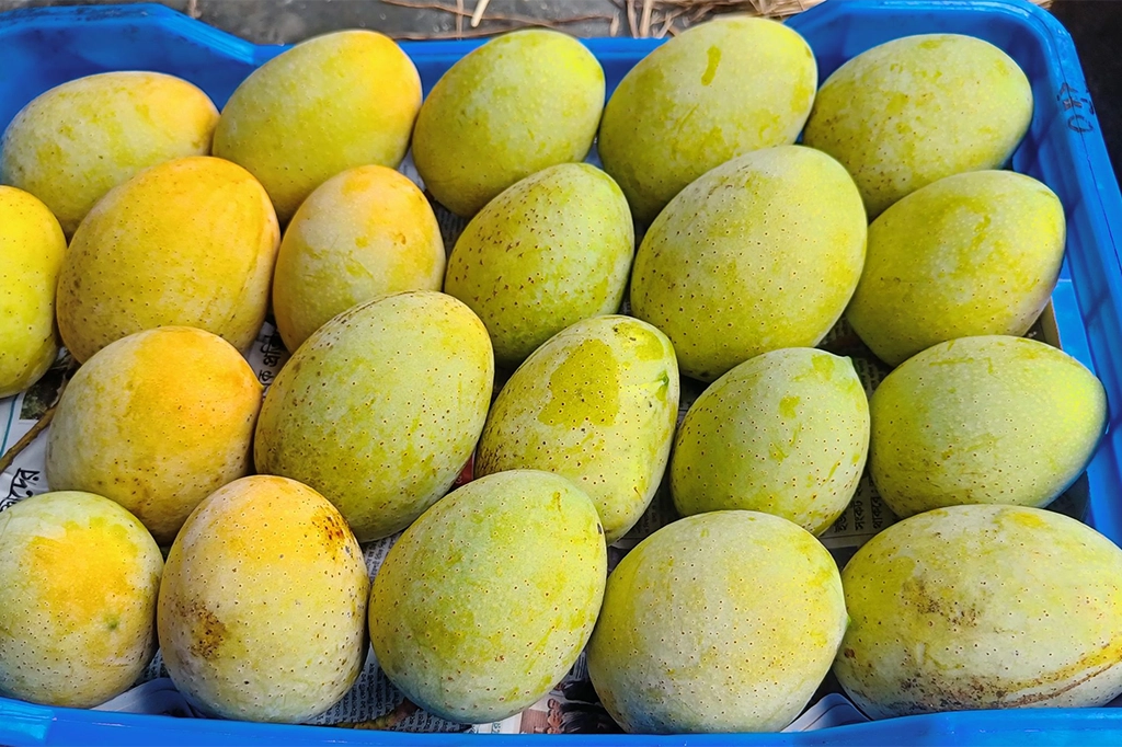 ফলের রাজা আমের বাহারি নাম কীভাবে এলো? 15 Gouromoti