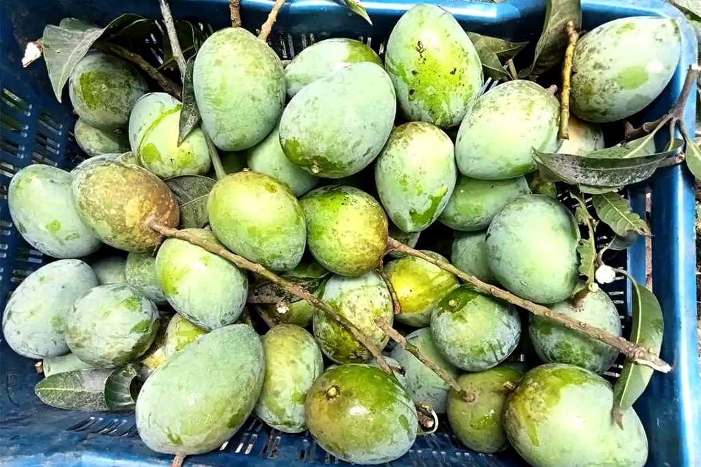 ফলের রাজা আমের বাহারি নাম কীভাবে এলো? 11 HariVanga