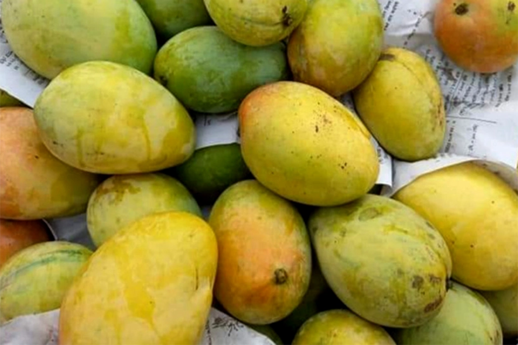ফলের রাজা আমের বাহারি নাম কীভাবে এলো? 8 Lakhna