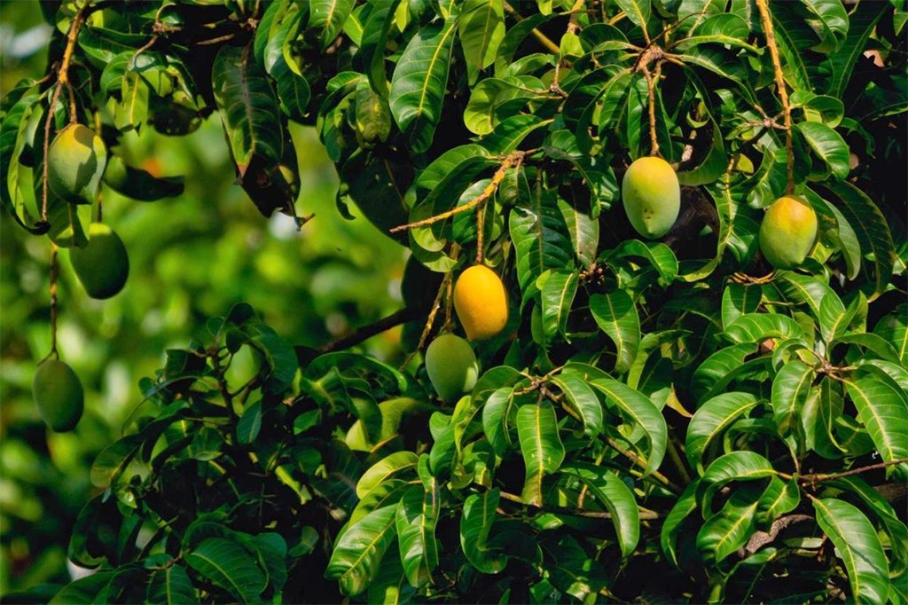 ফলের রাজা আমের বাহারি নাম কীভাবে এলো? 6 Mango 2 1