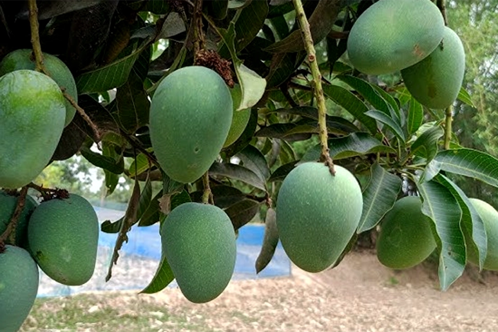 ফলের রাজা আমের বাহারি নাম কীভাবে এলো? 9 Rani