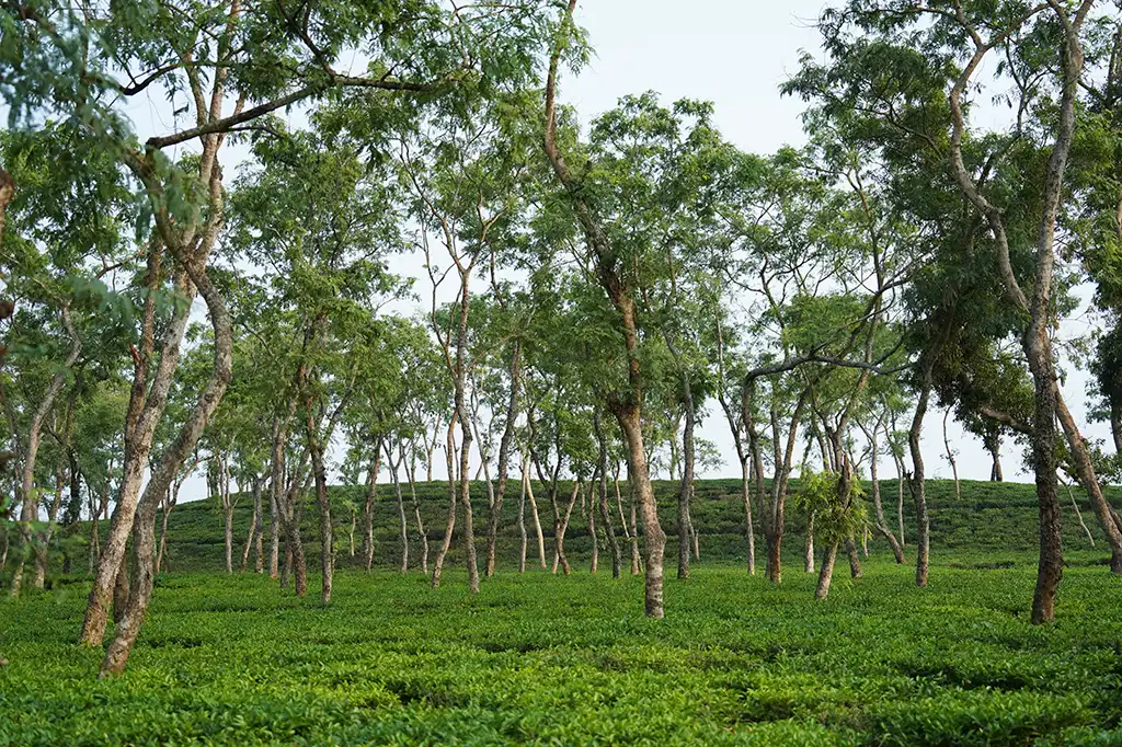 বিশ্ব চা দিবস: চা পাতার গল্প 6 SMP02575