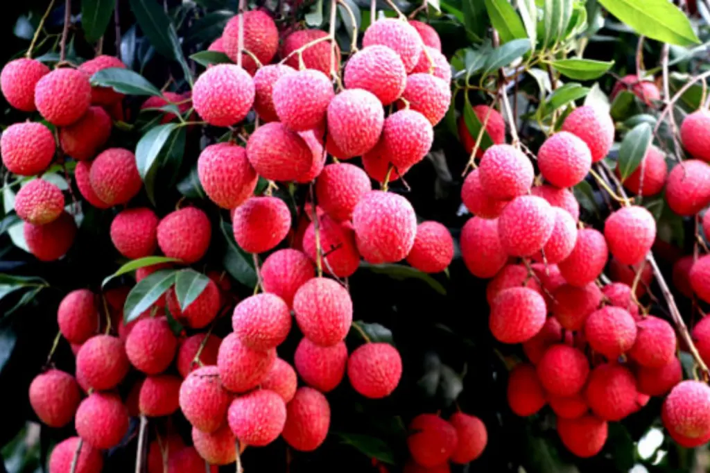 লিচু কী ভাবে খাবেন, কখন খাবেন 6 lichee