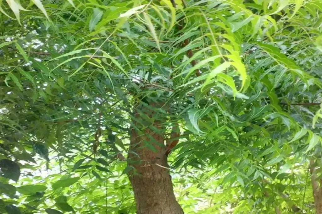 প্রকৃতির এয়ার কন্ডিশনার নিমগাছ 7 নিমের গাছ