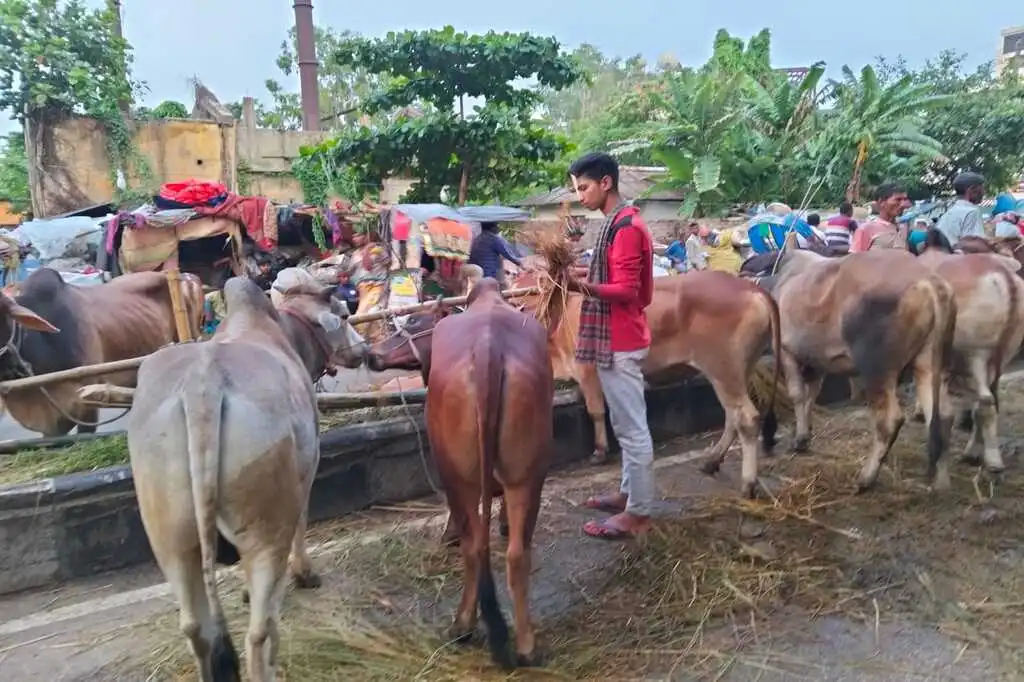 লাখের নিচে গরু নেই ঢাকার এই পশুর হাটে 6 cow4