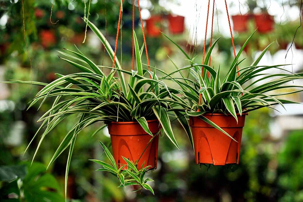 স্পাইডার প্ল্যান্ট ঘরের ভেতরে সবুজ বন্ধু 6 gardenerspath