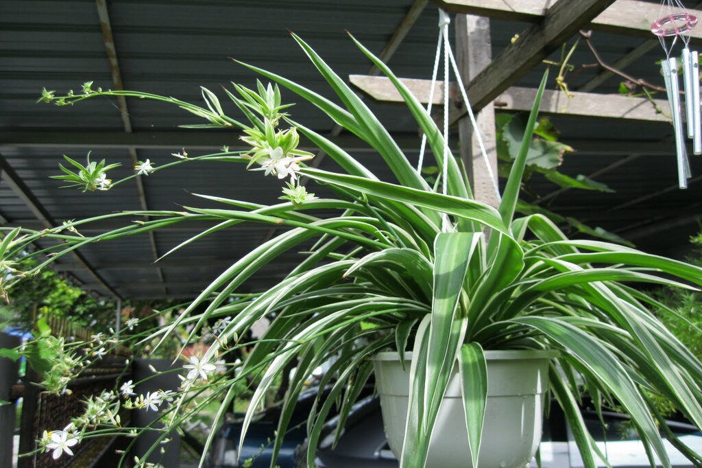 স্পাইডার প্ল্যান্ট ঘরের ভেতরে সবুজ বন্ধু 7 gorightinmygarden