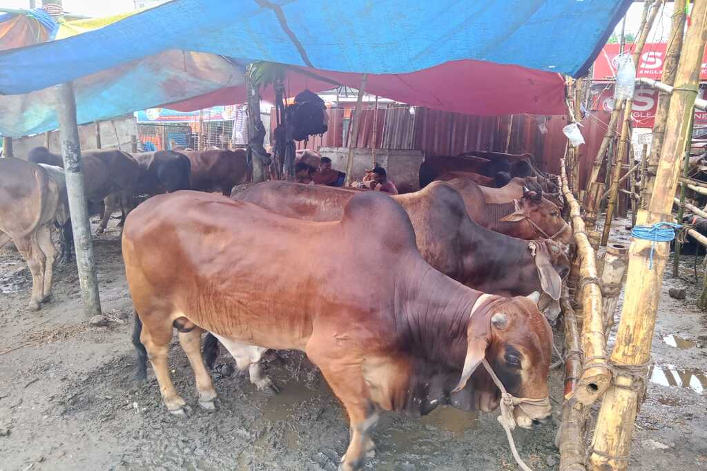 কোরবানির জন্য সুস্থ গবাদি পশু চেনার উপায় 6 h cow
